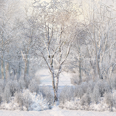 Lone Birch Tree