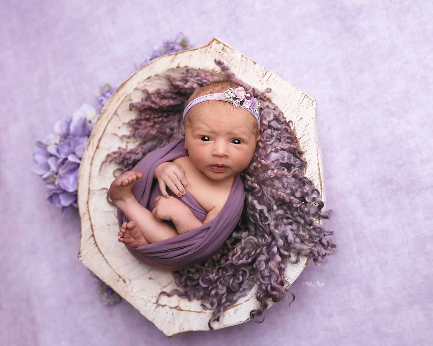Enchanting Lavender - Petite