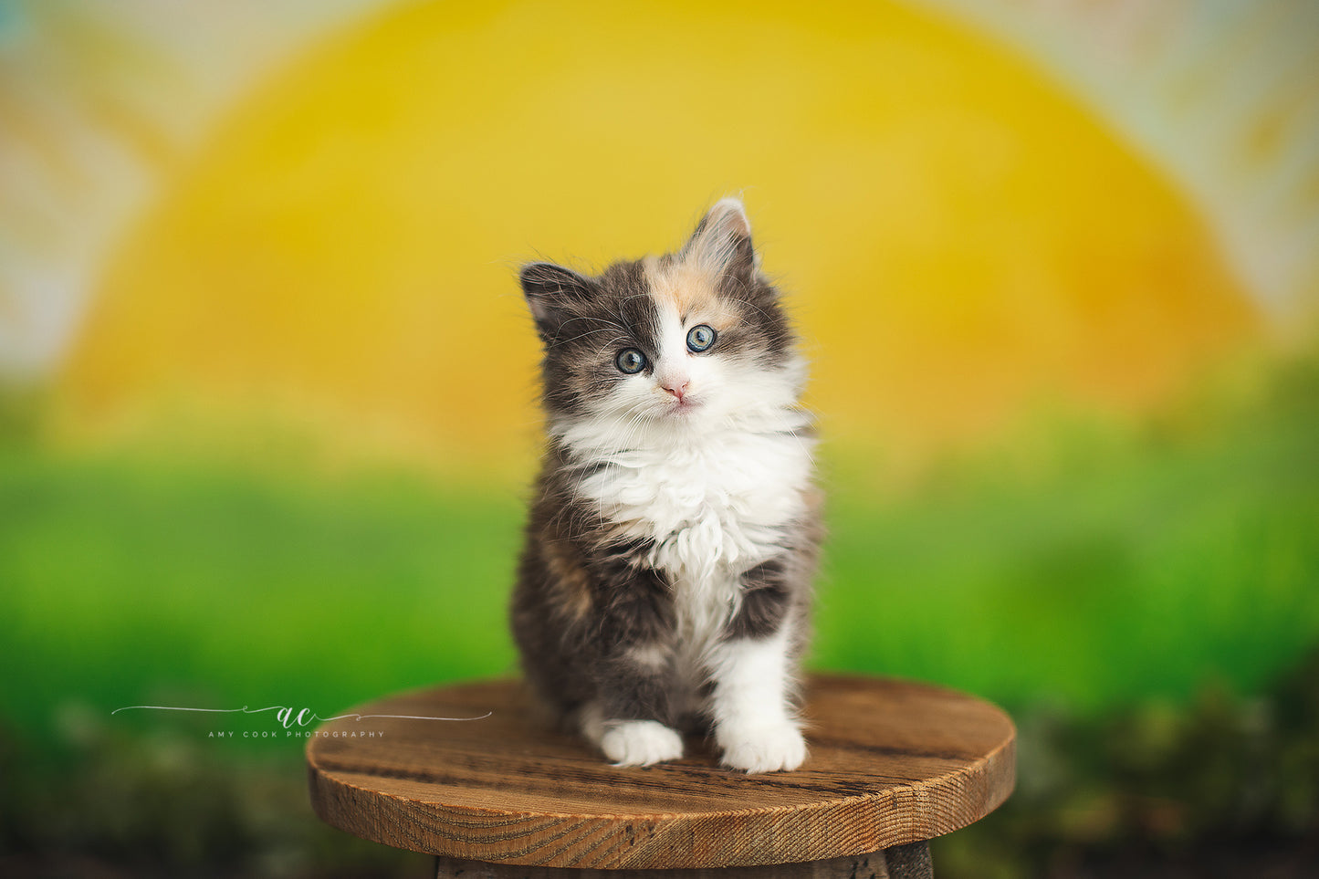 You Are My Sunshine