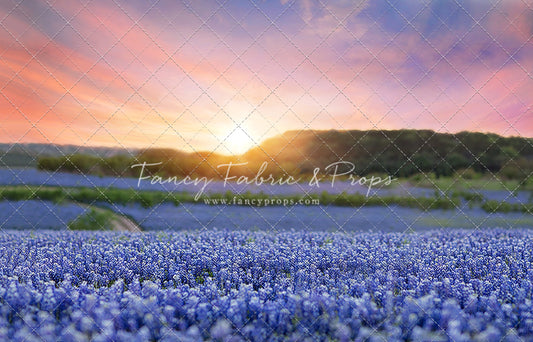 Bluebonnet Dreams