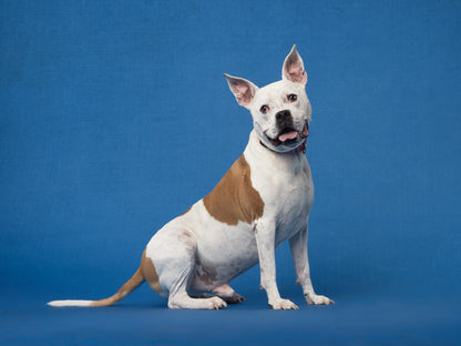 Enchanting Blue Wonder