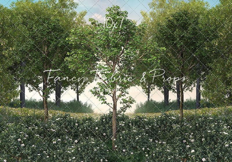 Spring Morning Meadow