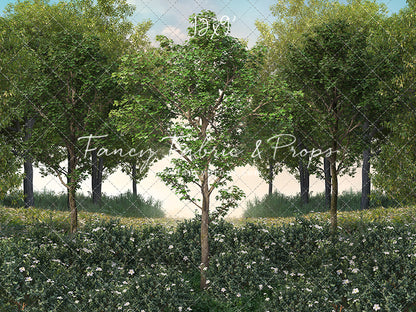 Spring Morning Meadow