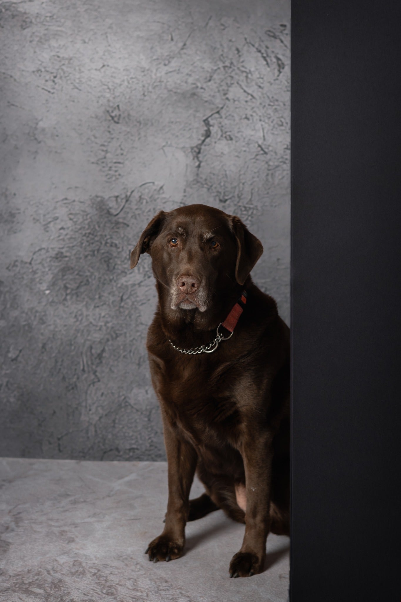 OG Fancy Lite Backdrop System