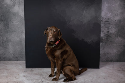 OG Fancy Lite Backdrop System