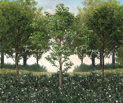 Spring Morning Meadow