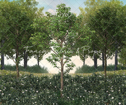 Spring Morning Meadow