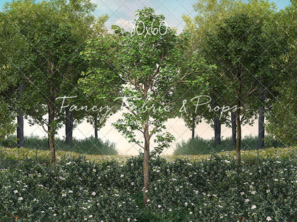 Spring Morning Meadow