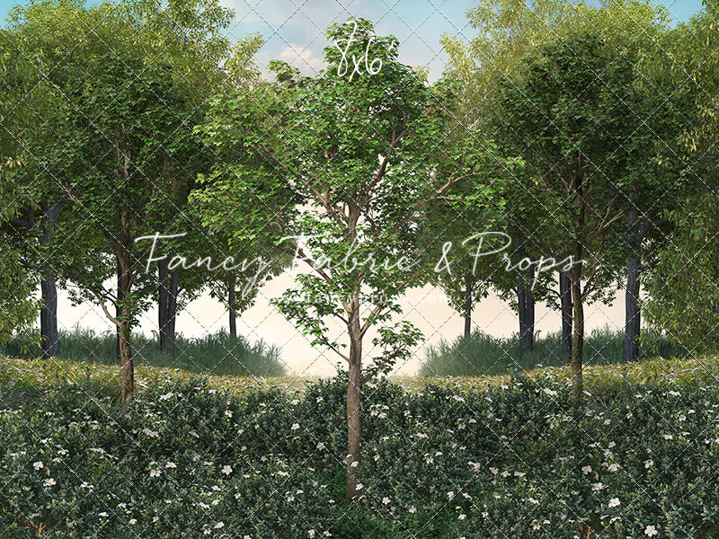 Spring Morning Meadow