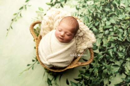 Painted Myrtle - Petite