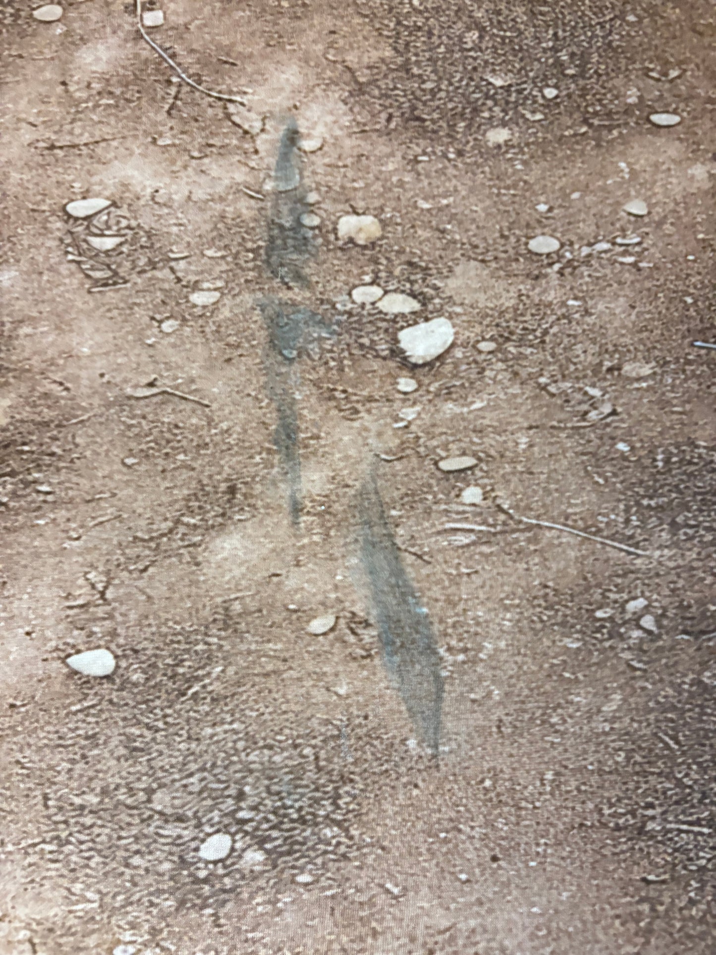 RTS Harvest Hills Pumpkin Patch - 7x13' Fabric - Banding/Dirt - 60% Off - 2 available