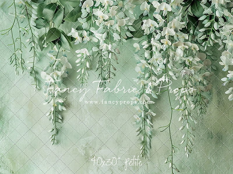 Painted White Wisteria - Petite