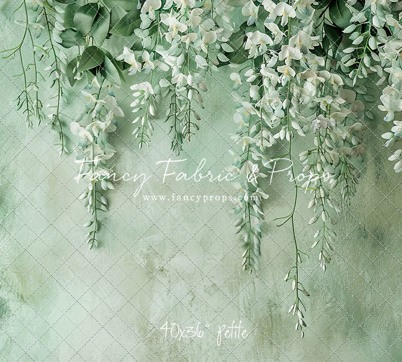 Painted White Wisteria - Petite