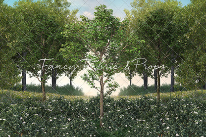 Spring Morning Meadow