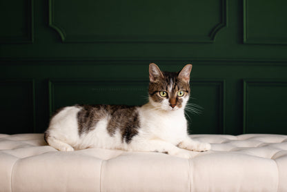 Green Wainscoting Wall