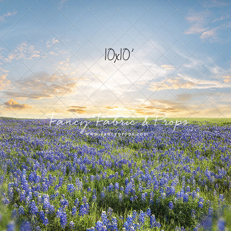 Blue Bonnet Afternoon