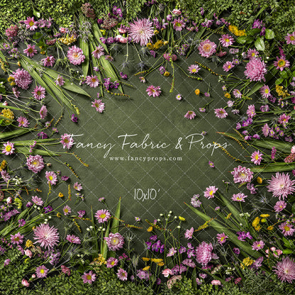 Chrysanthemum Blooms