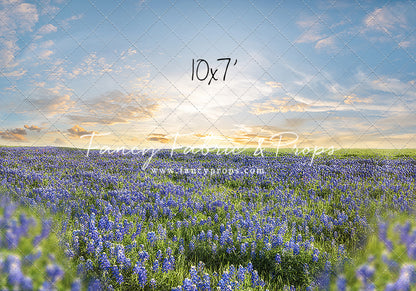 Blue Bonnet Afternoon