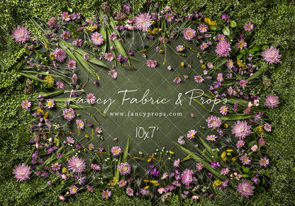 Chrysanthemum Blooms