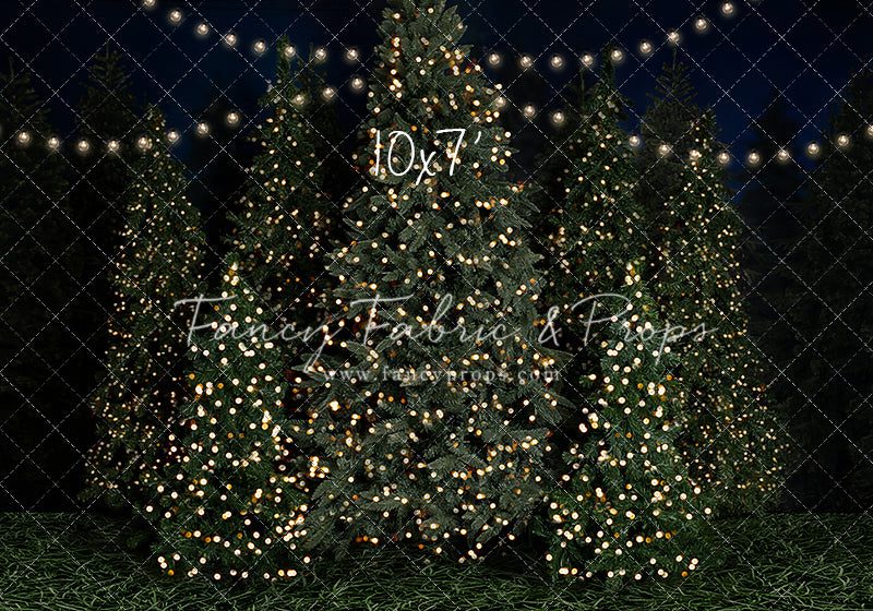 Evening At The Tree Farm