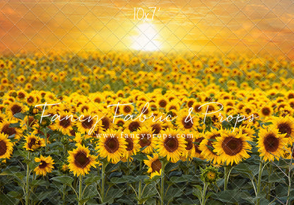 Sunflower Sunset