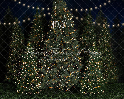 Evening At The Tree Farm