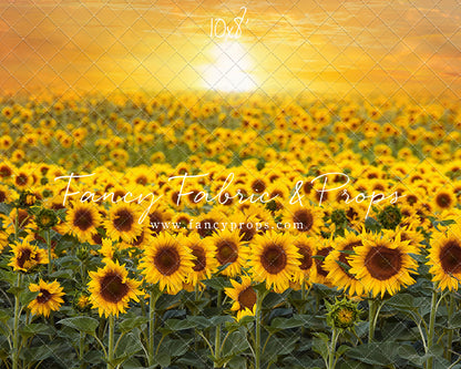 Sunflower Sunset