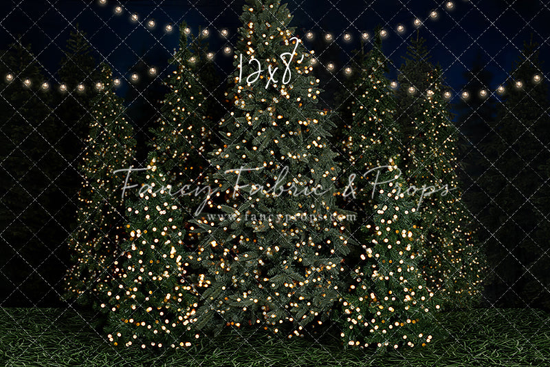 Evening At The Tree Farm