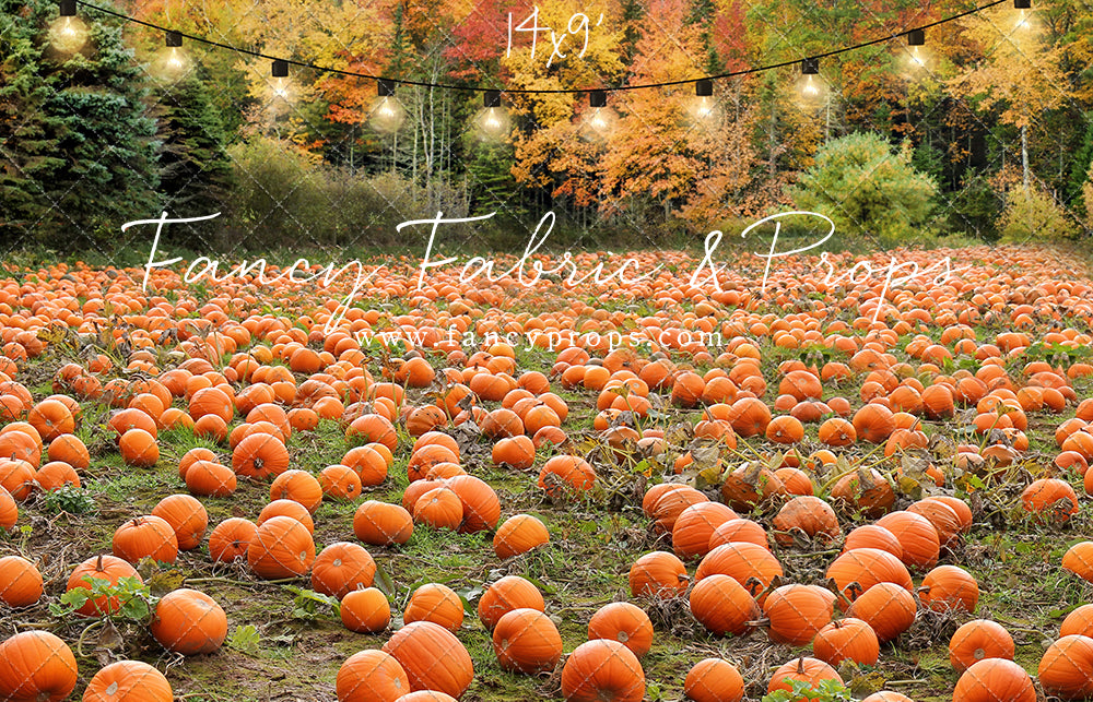 It's Pumpkin Pickin' Time