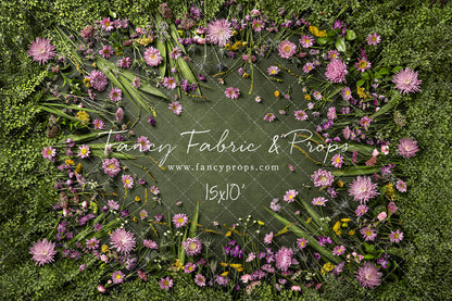 Chrysanthemum Blooms