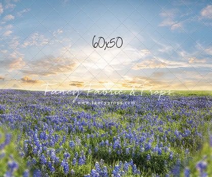 Blue Bonnet Afternoon