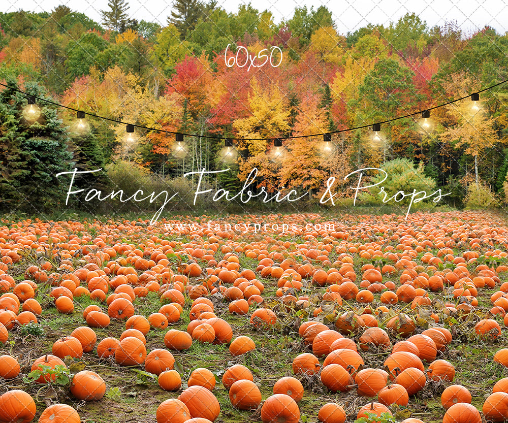 It's Pumpkin Pickin' Time