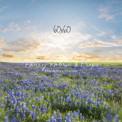 Blue Bonnet Afternoon