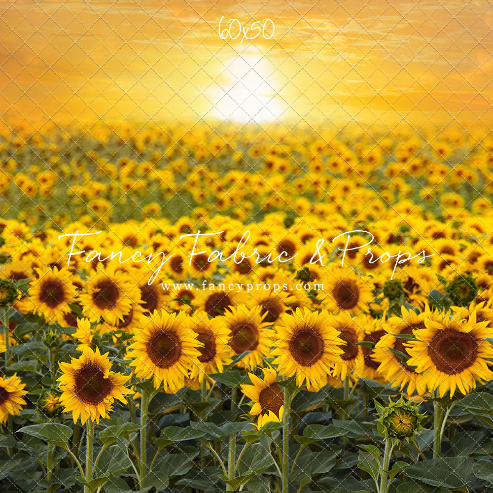 Sunflower Sunset