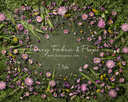 Chrysanthemum Blooms