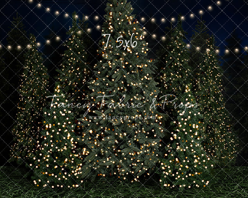 Evening At The Tree Farm