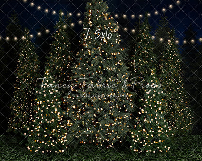 Evening At The Tree Farm