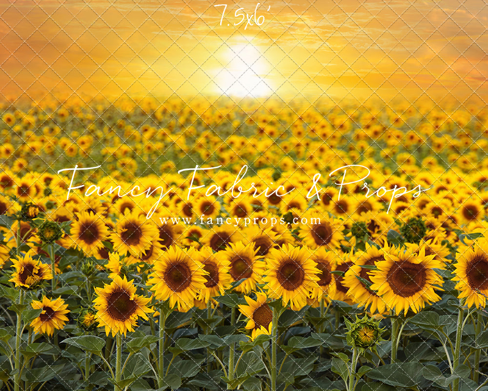 Sunflower Sunset