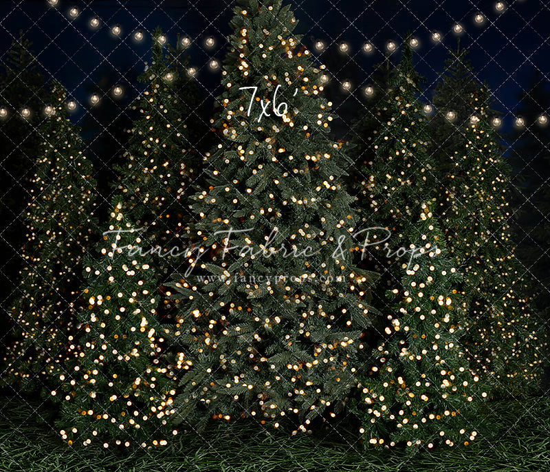 Evening At The Tree Farm