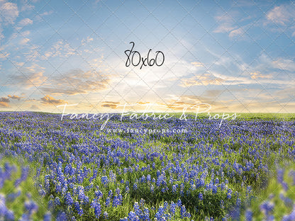 Blue Bonnet Afternoon