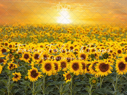 Sunflower Sunset