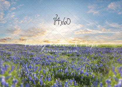 Blue Bonnet Afternoon