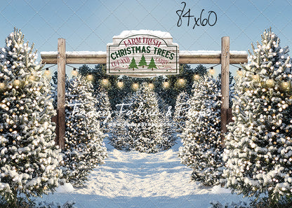 Winter Tree Farm Day Mini Room