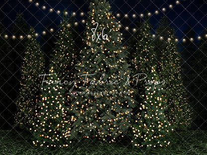 Evening At The Tree Farm