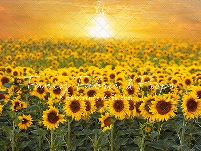 Sunflower Sunset