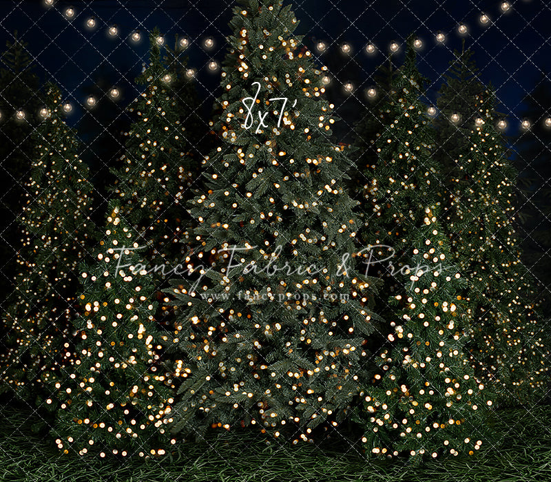 Evening At The Tree Farm