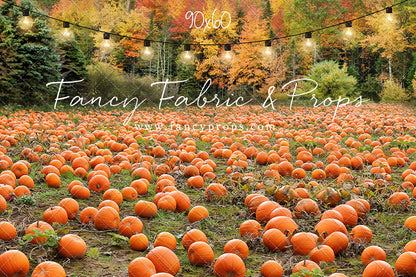 It's Pumpkin Pickin' Time