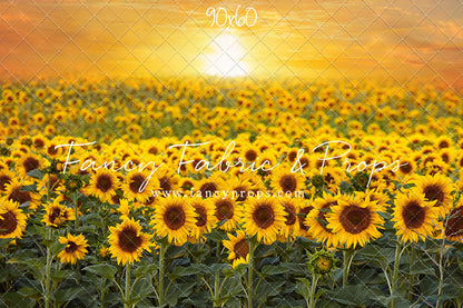 Sunflower Sunset