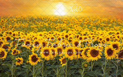 Sunflower Sunset