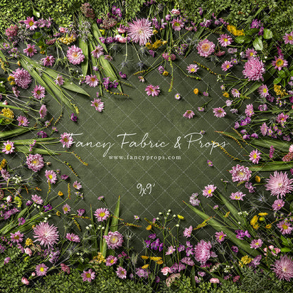 Chrysanthemum Blooms